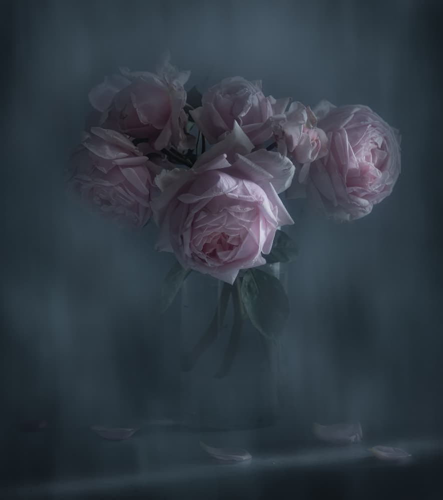 Moody Pink Roses by Judy Tseng — canvas wall art