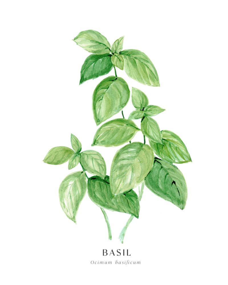 Fresh Basil Herb by Rosana Laiz Blursbyai — canvas wall art
