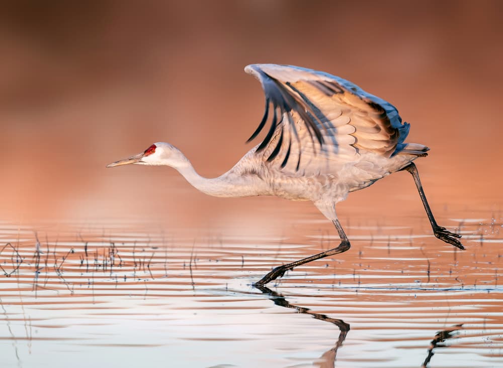 Sandhill Crane Running by James Lu — canvas wall art