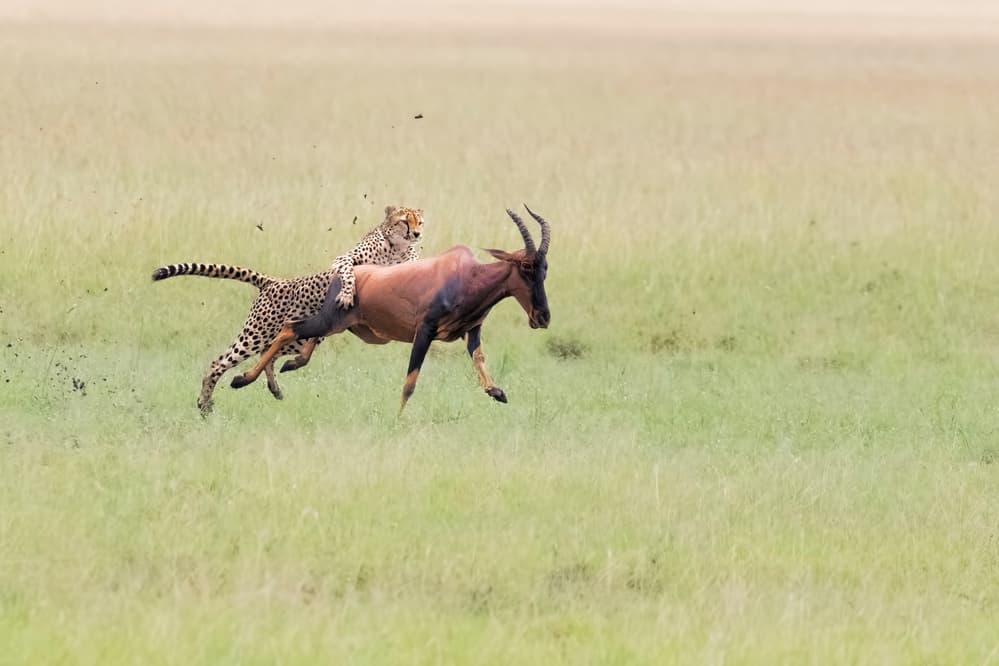 Cheetah Hunting Topi by Jun Zuo — canvas wall art
