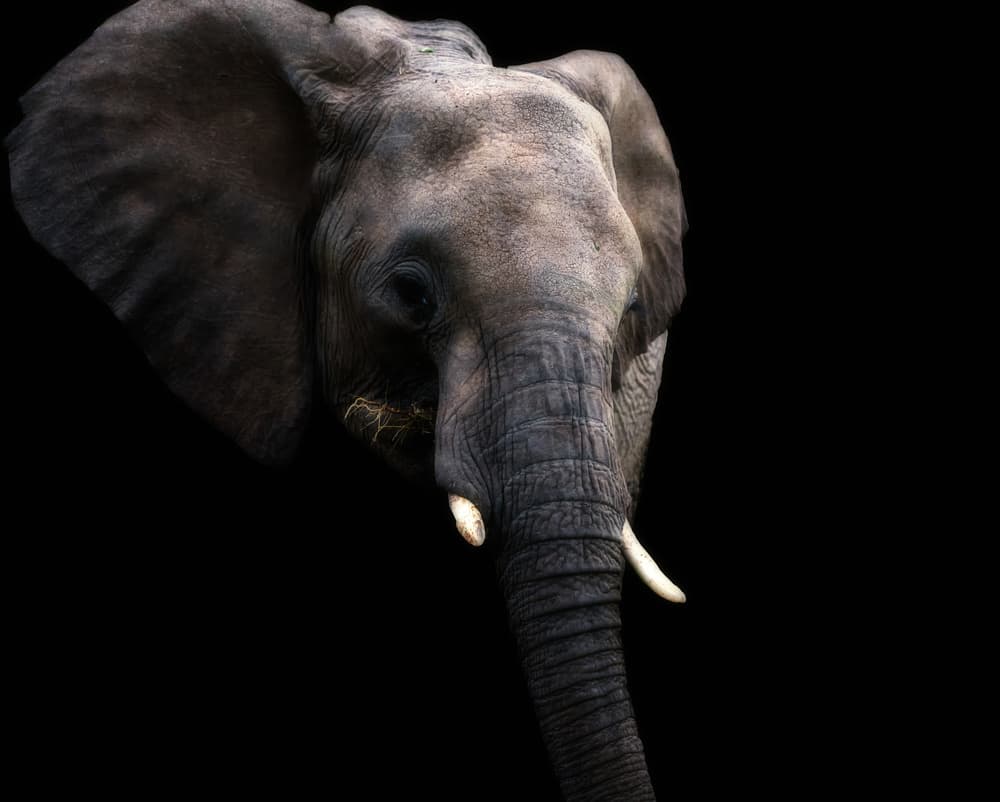 Majestic Elephant Portrait by Jie Fischer — canvas wall art
