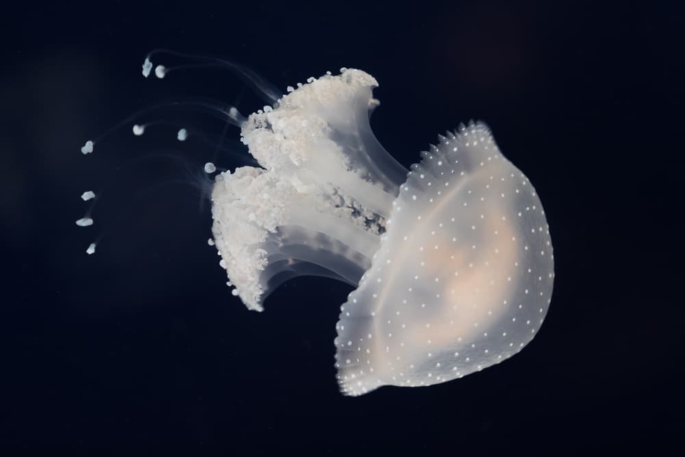 Ethereal Spotted Jellyfish by Sebastian Graf — canvas wall art