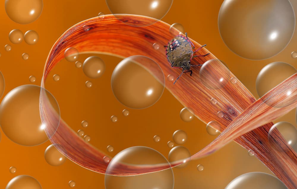 Brown Bug And Bubbles by Thierry Dufour — canvas wall art