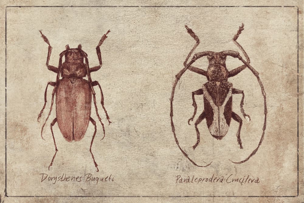 Vintage Insecta Duo by Mike Koubou — canvas wall art