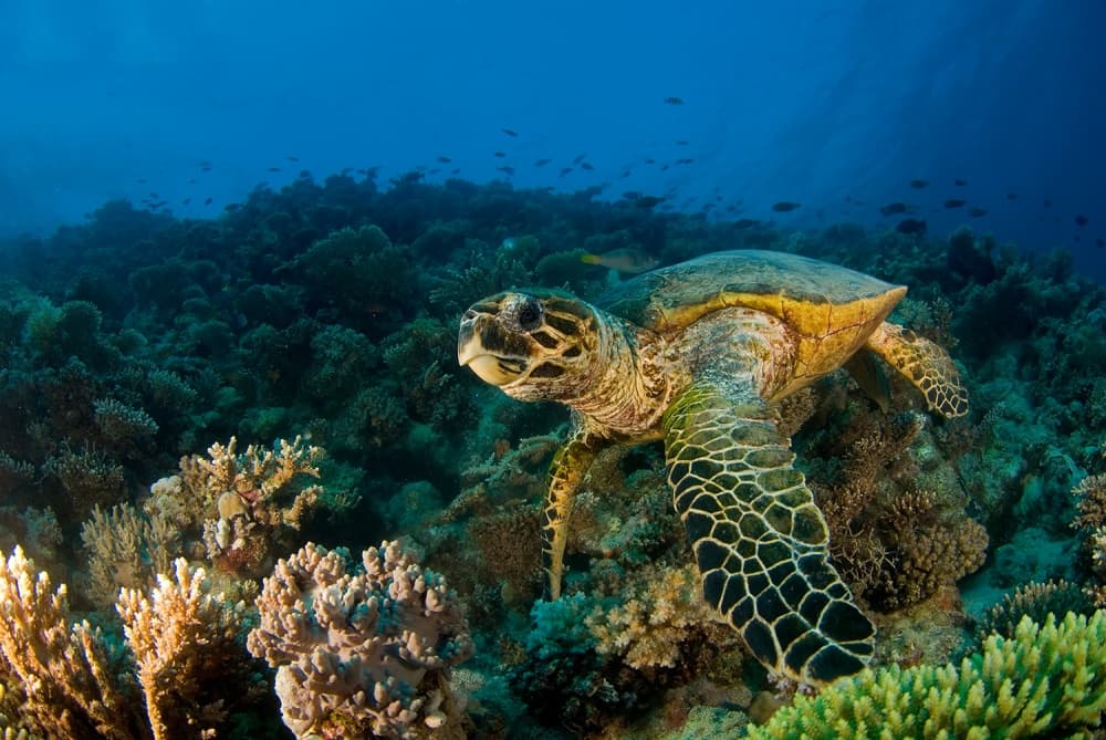 Underwater Sea Turtle Reef by Ilan Ben Tov — canvas wall art