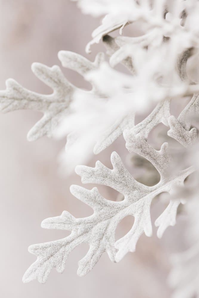 Silver Dusty Miller Leaves by Pictufy Studio III — canvas wall art