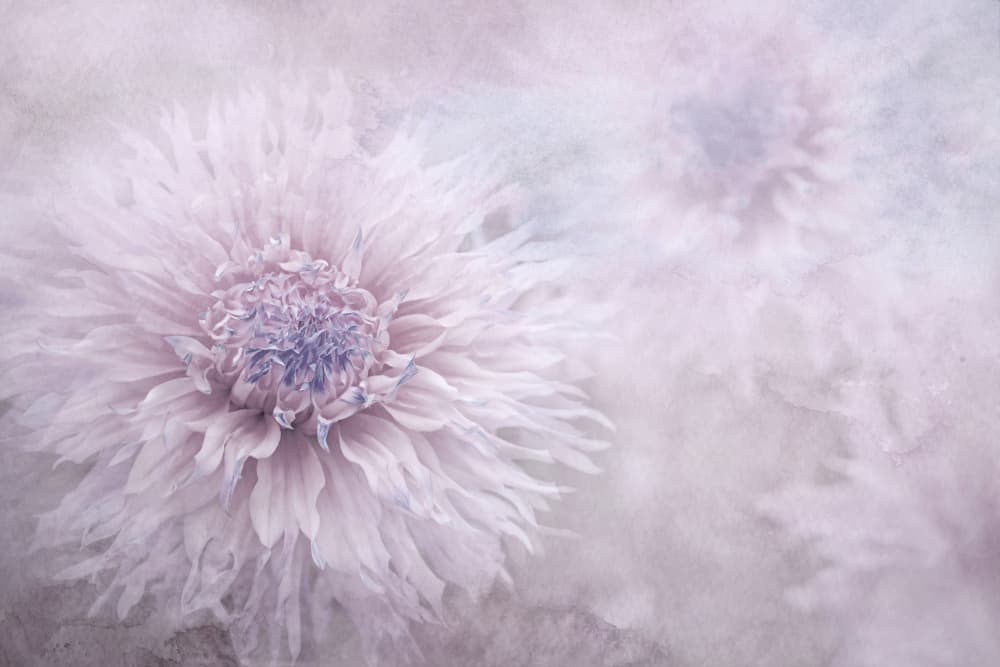 Dreamy Pastel Flowers by Jacky Parker — canvas wall art