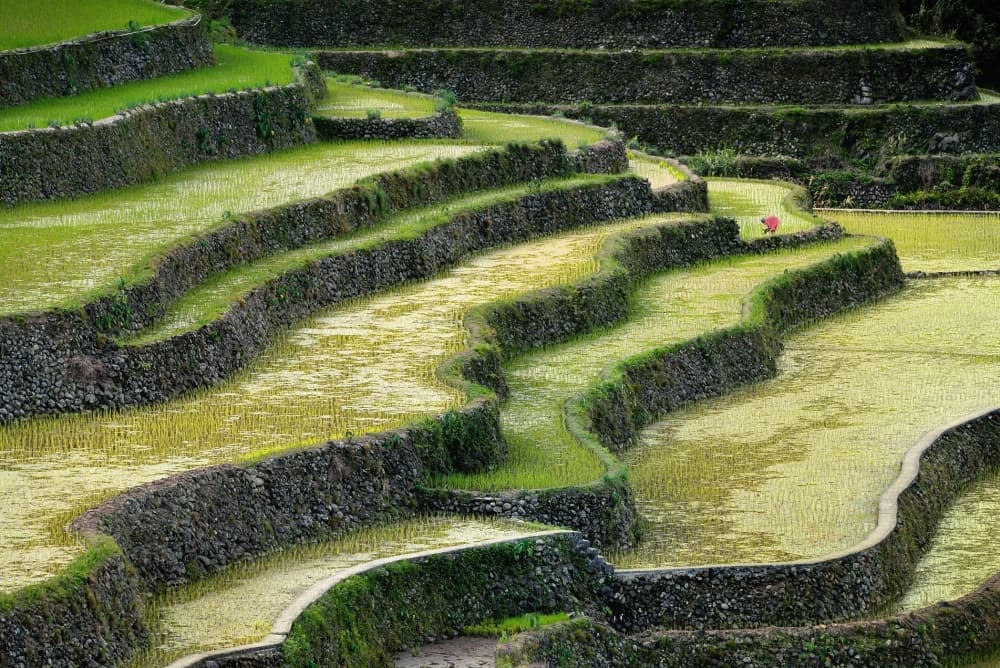 Green Rice Terraces by Izidor Gasperlin — canvas wall art