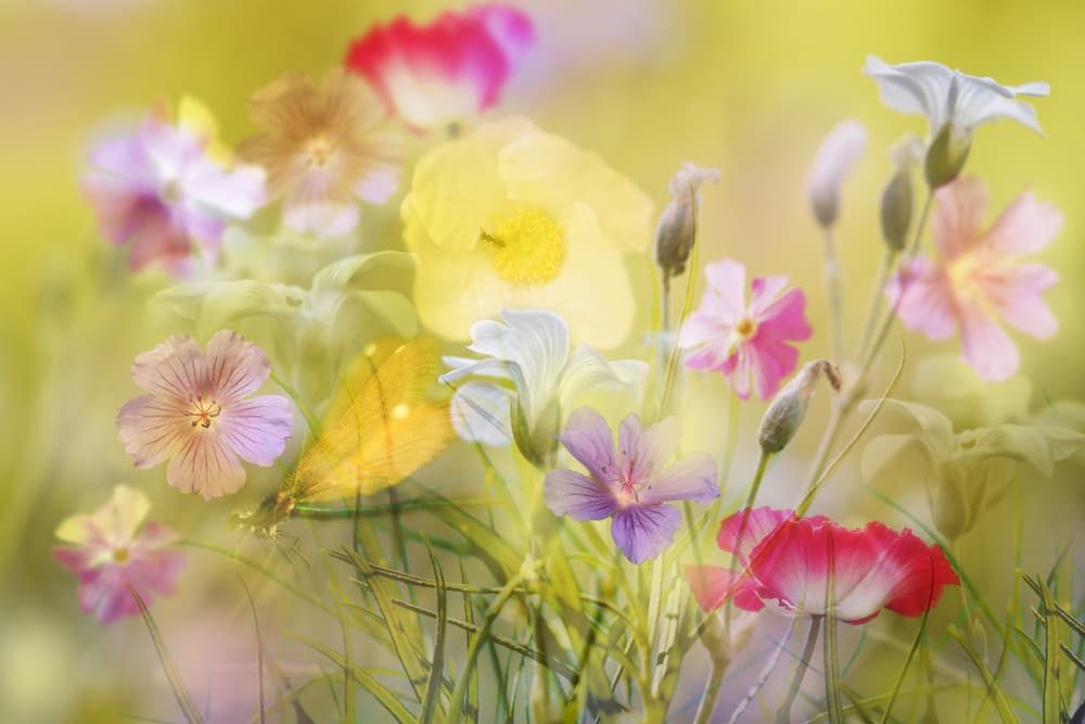 Vibrant Floral Dream by Ludmila Shumilova — canvas wall art