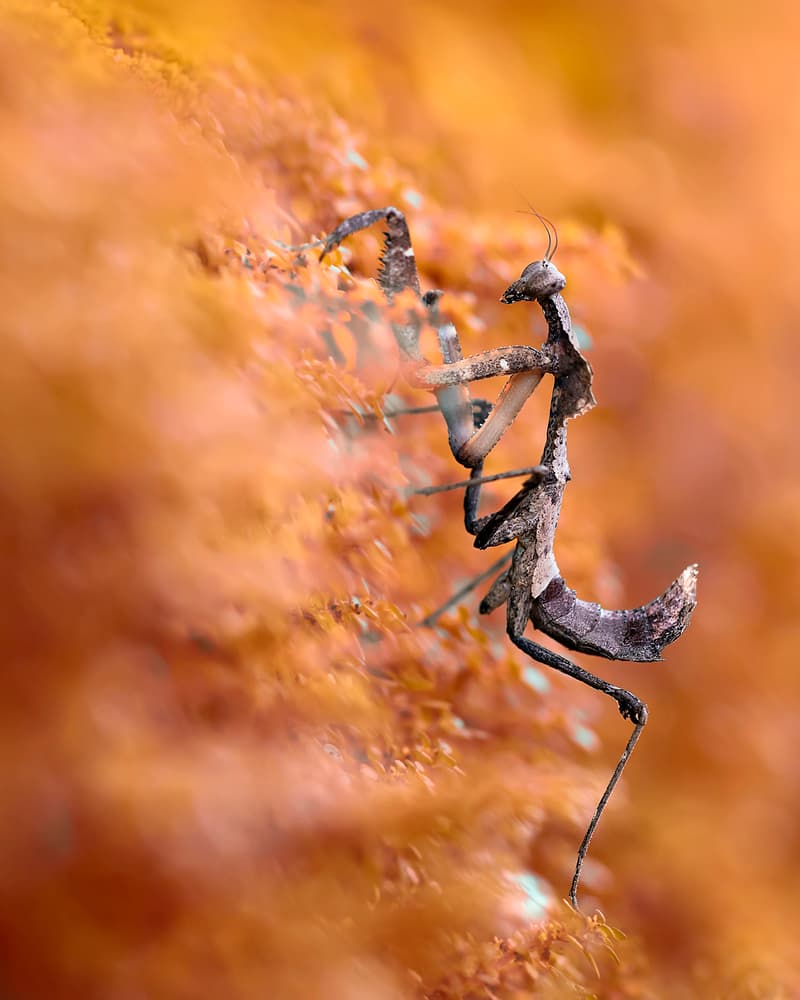 Praying Mantis Camouflage by Fauzan Maududdin — canvas wall art