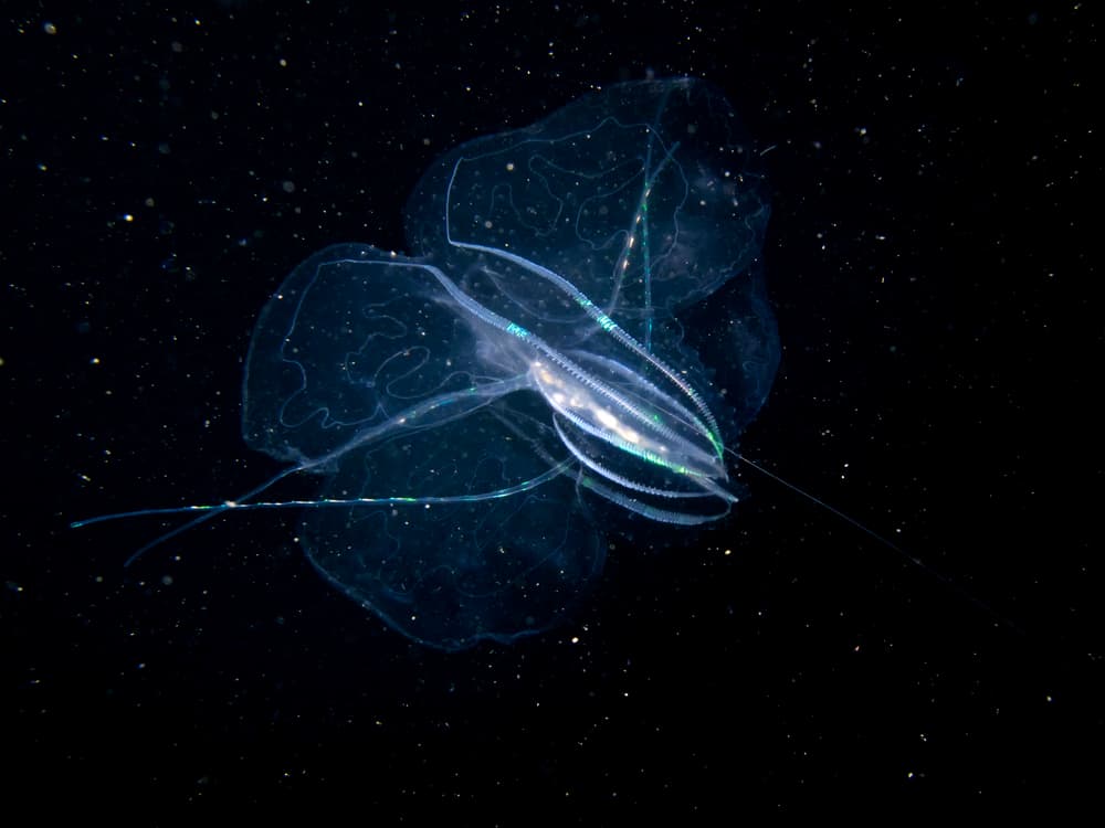 Iridescent Comb Jelly by Dani Barchana — canvas wall art