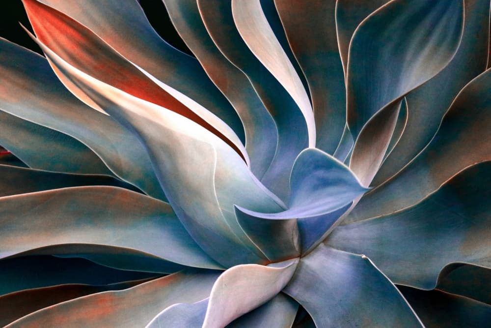 The colors in leaves by Robin Wechsler — canvas wall art