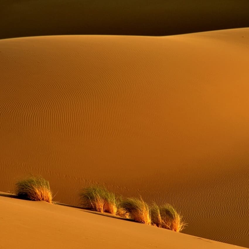 Golden Desert Grass by Arash Karimi — canvas wall art
