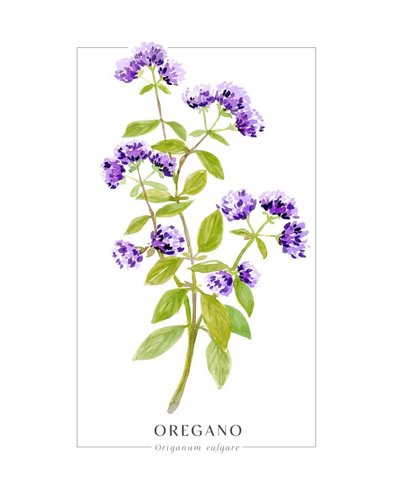 Purple Oregano Botanical by Rosana Laiz Blursbyai — canvas wall art