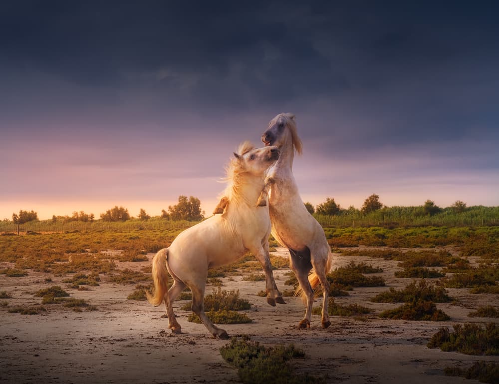 Wild Horses Rearing Sunset by joanaduenas — canvas wall art