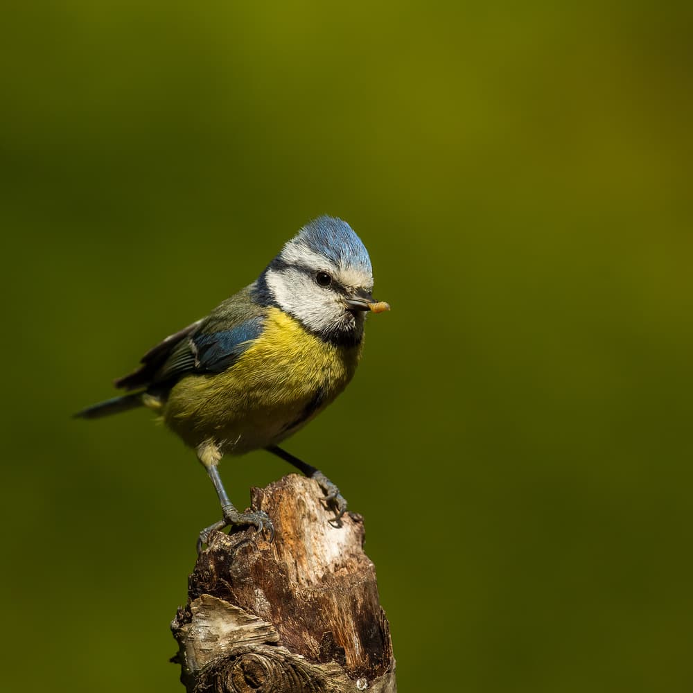 Blue Tit On Wood Stump by Annie Keizer — canvas wall art