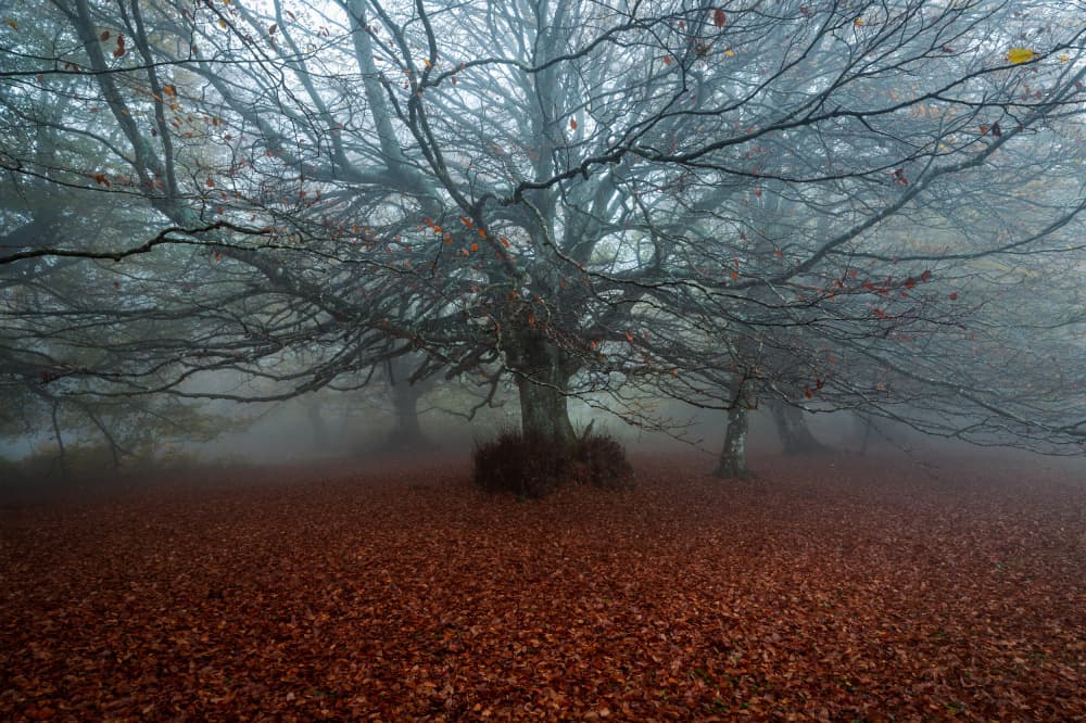 Misty Autumn Forest by Sergio Barboni — canvas wall art