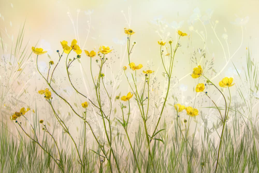 Good morning! by Nel Talen — canvas wall art