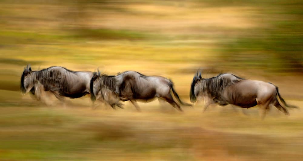Wildebeest Motion Blur by Xavier Ortega — canvas wall art
