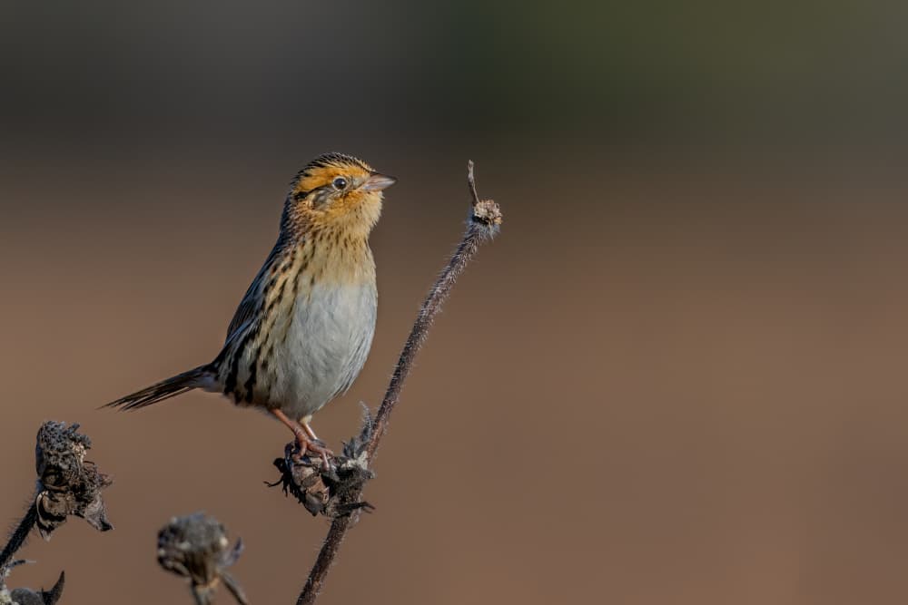 Wild Sparrow Perched by Jacob (Jian) Xu — canvas wall art
