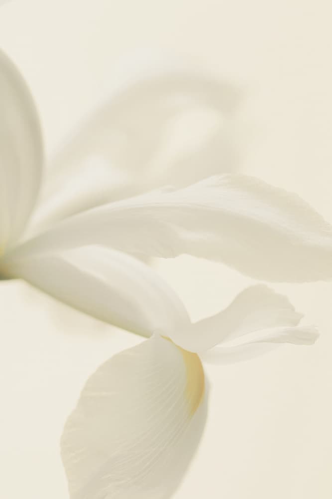 Soft White Petals by Alyson Fennell — canvas wall art