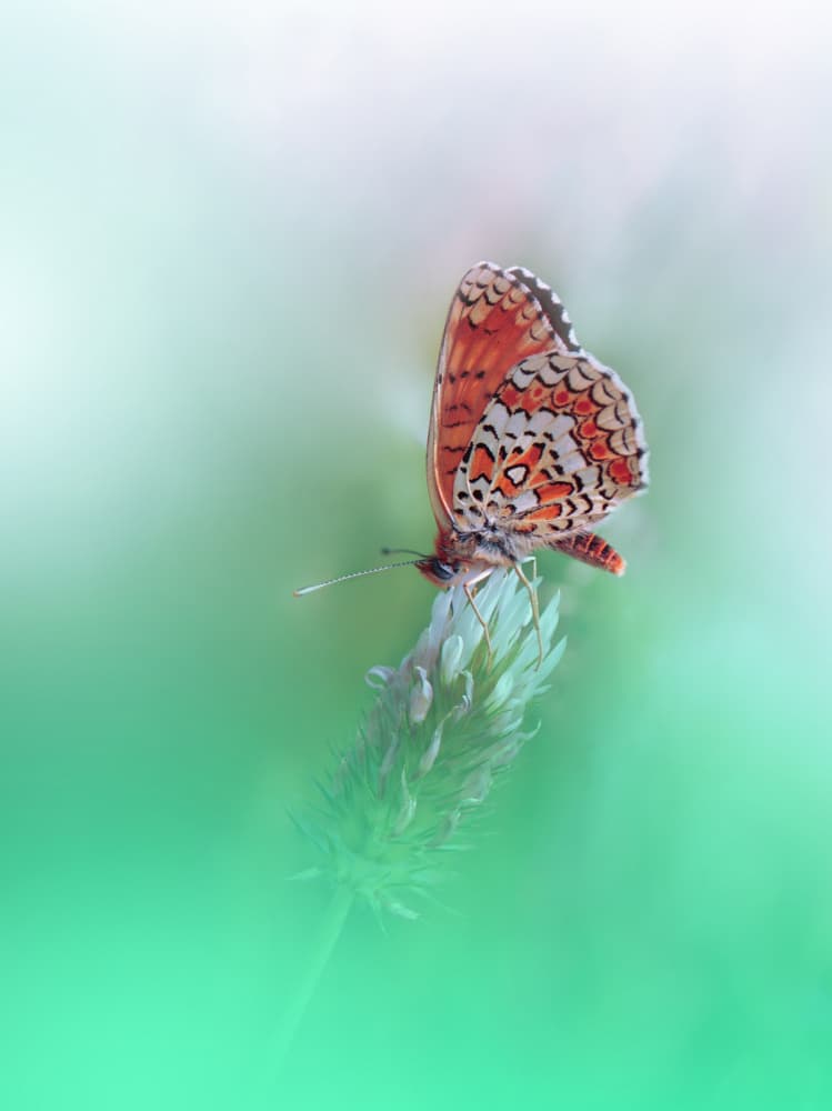 Peaceful Orange Butterfly by Juliana Nan — canvas wall art