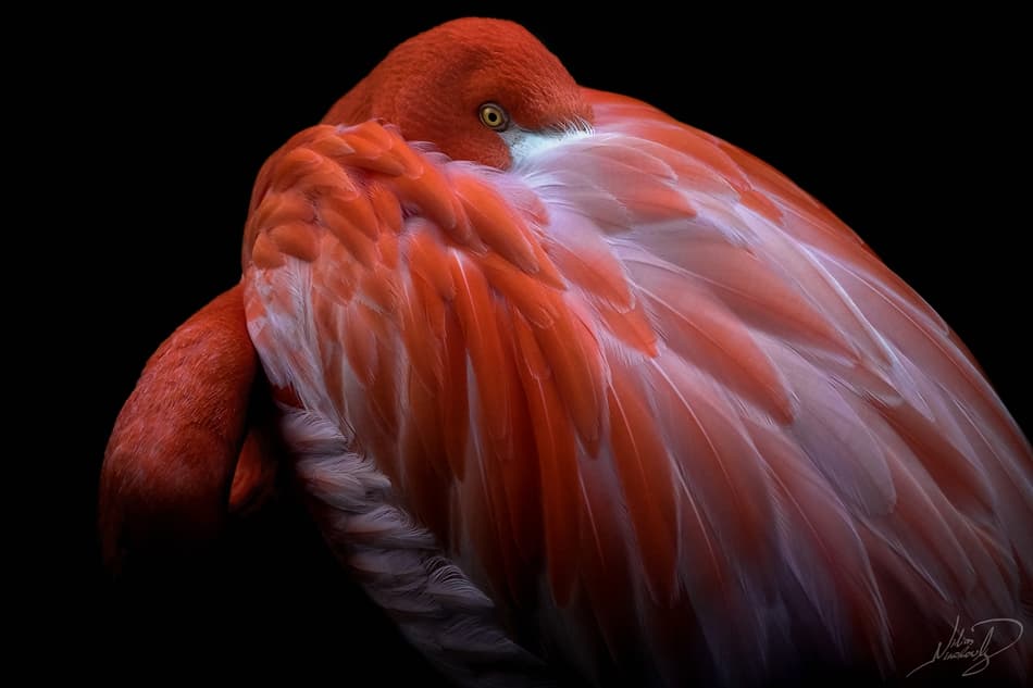 Elegant Red Flamingo