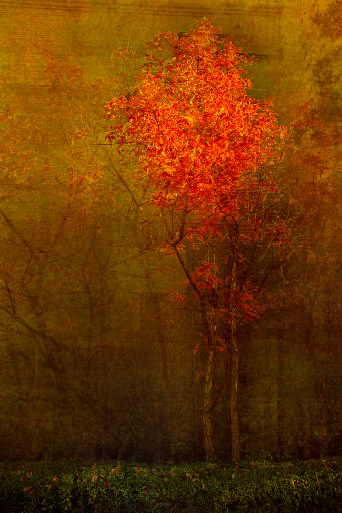 Fiery Autumn Tree by Chung gook  Yang — canvas wall art