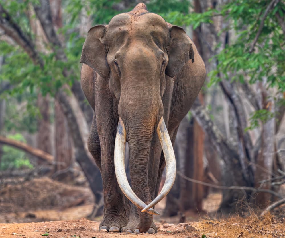 Majestic Forest Tusker by Chiranjib Chakraborty — canvas wall art