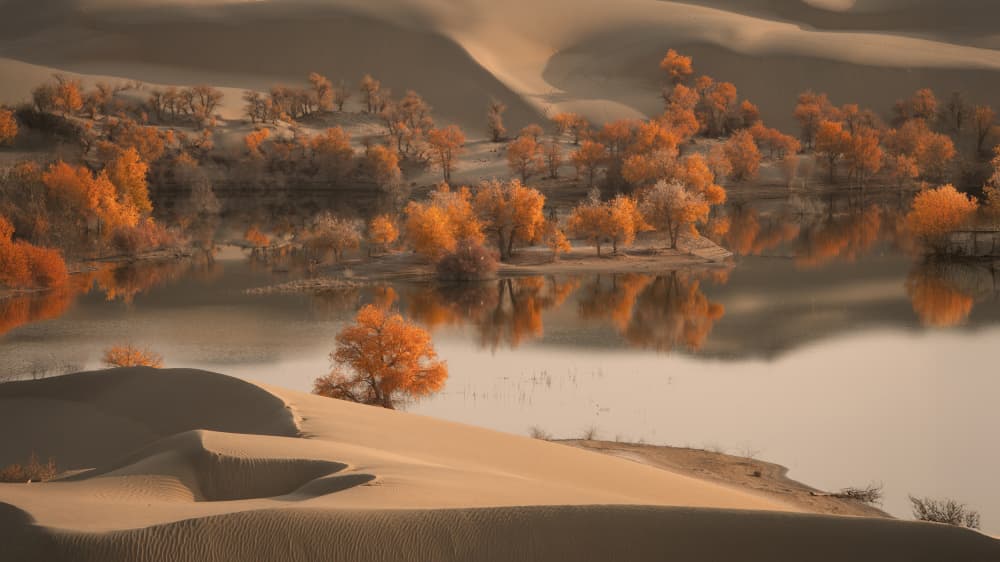 Golden Desert Oasis by tianhuayu — canvas wall art