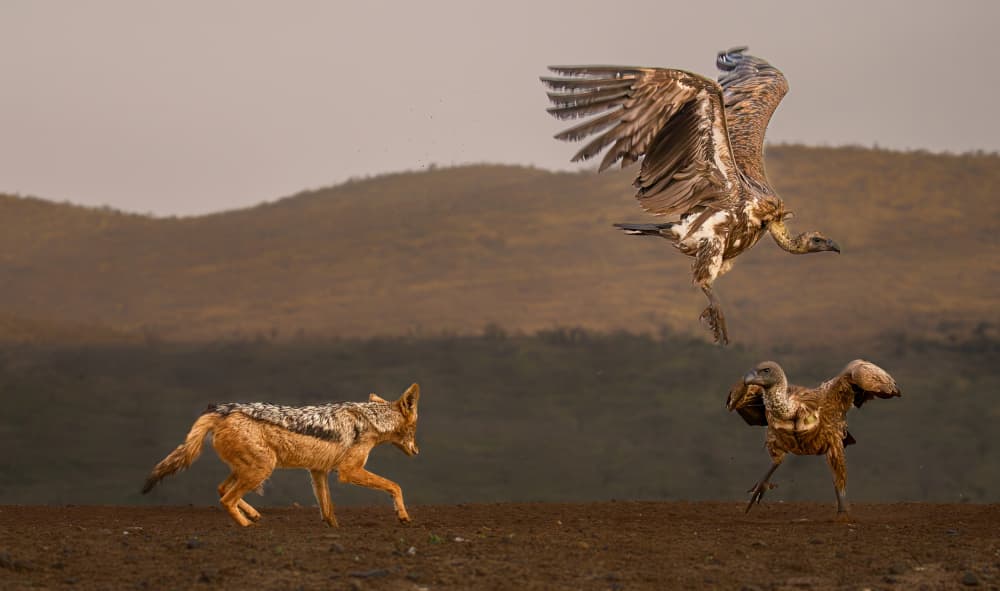 African Wildlife Action by Peet van den Berg — canvas wall art