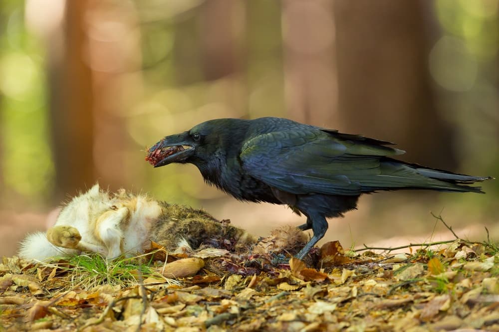 Raven's Forest Meal by Milan Zygmunt — canvas wall art