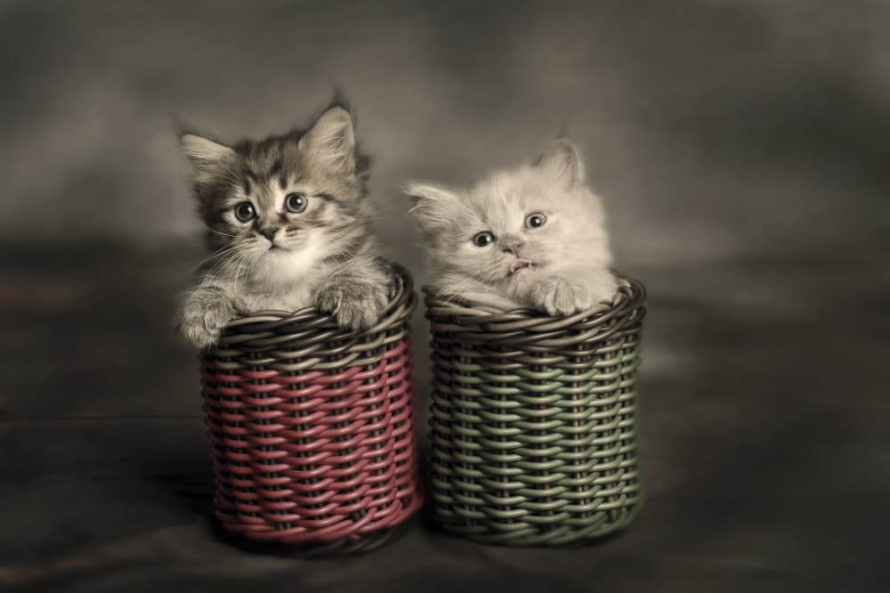 Adorable Basket Kittens by Mieke Suharini — canvas wall art