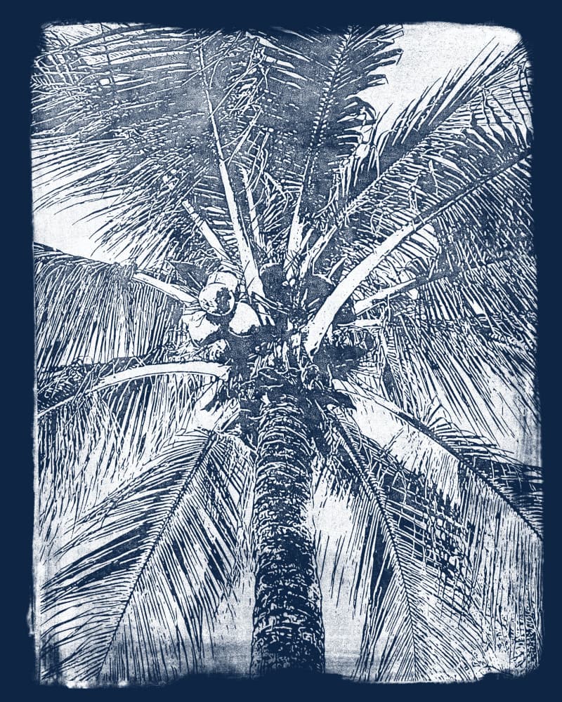 Upward Coconut Palm by Renée Stramel — canvas wall art