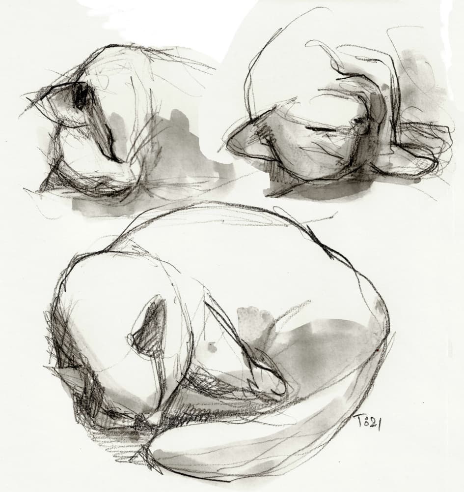 Sleeping Cat Studies by Tore Bahnson — canvas wall art