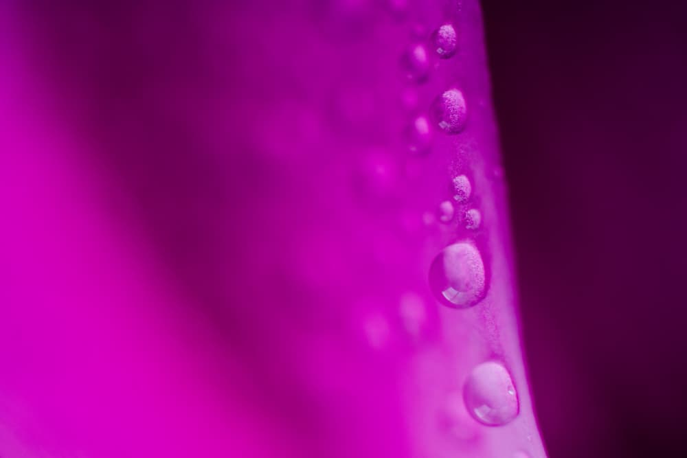 Vibrant Magenta Dew Drops by Javier Pardina — canvas wall art