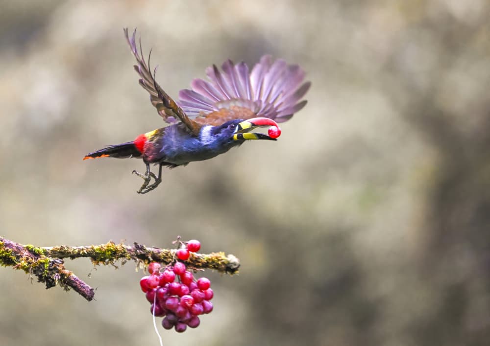 Vibrant Bird with Berry by Tony Yu — canvas wall art