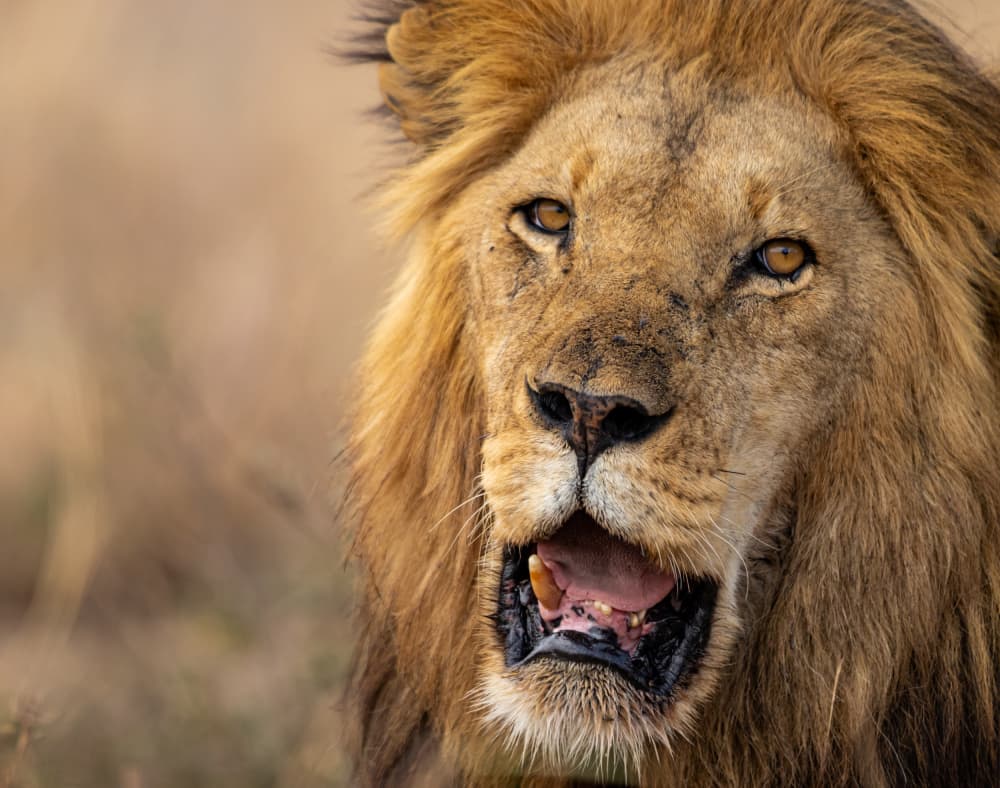 Majestic Lion Close-up by Tomer Huberman — canvas wall art
