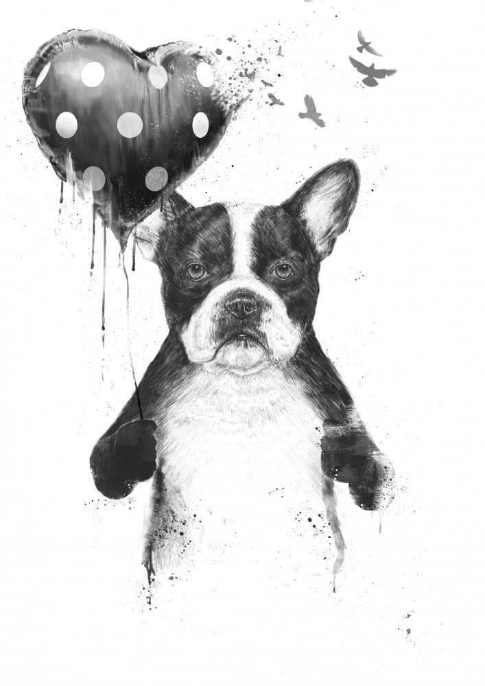 Adorable Boston Terrier Heart by Balazs Solti — canvas wall art