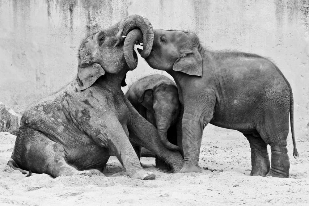 Playful Elephant Calves