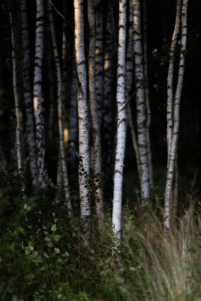 Birch Trees 25 by Mareike Böhmer — canvas wall art
