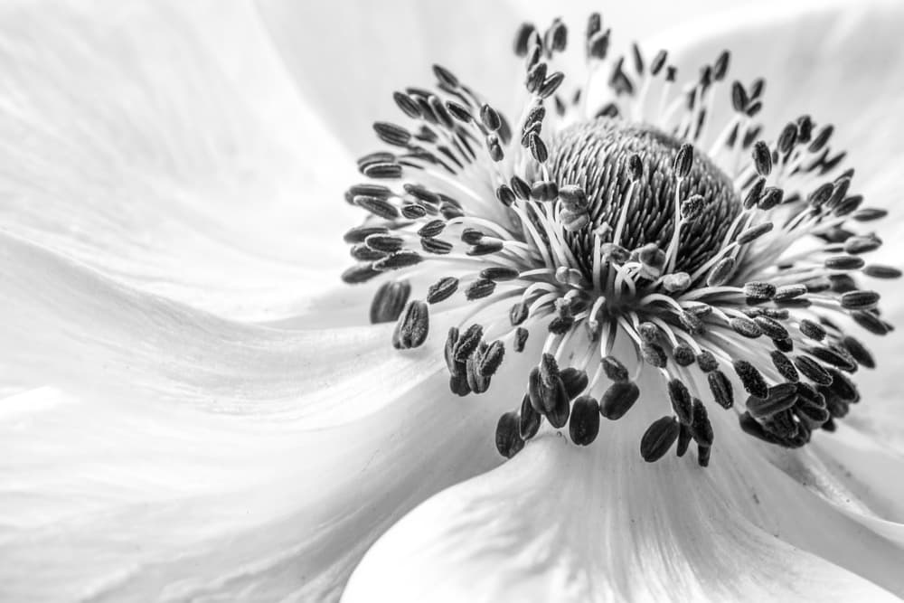 Anemone by Mandy Disher — canvas wall art