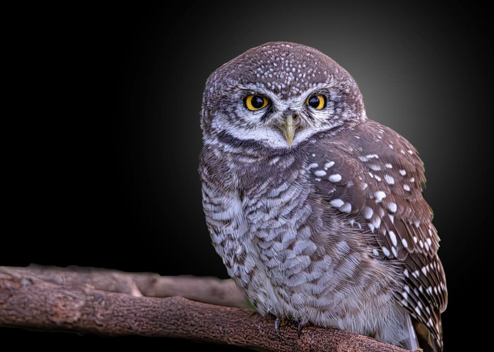 Captivating Spotted Owl by Rahul Wedpathak — canvas wall art