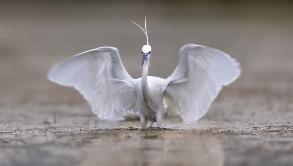 Graceful Egret Display by Marco Barisone — canvas wall art