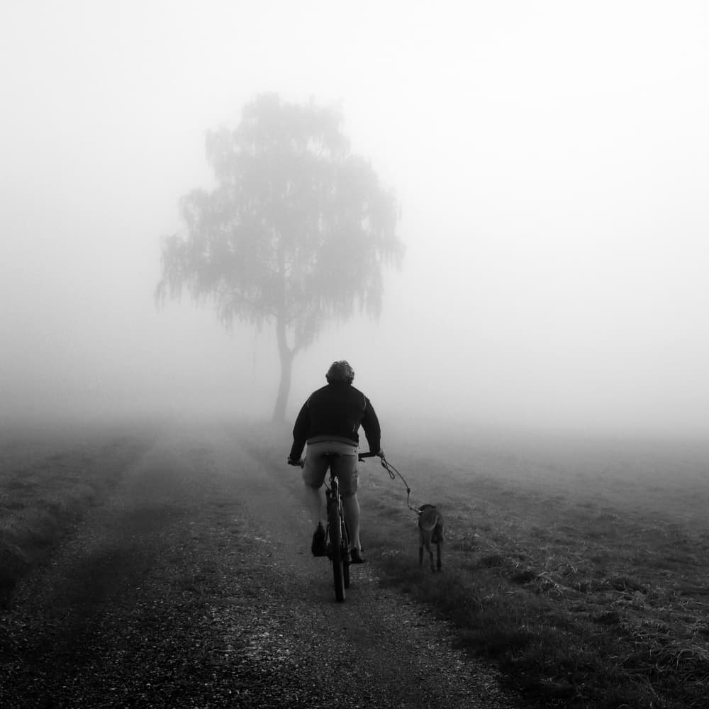 Misty Path And Dog by Renate Wasinger — canvas wall art