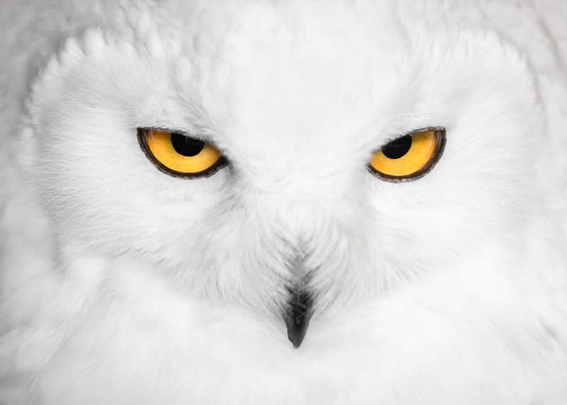 Snowy Owl Gaze by fegari — canvas wall art