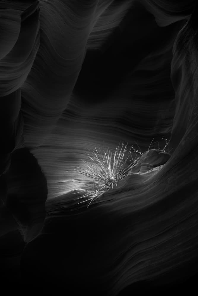 Desert Plant Glow by Mike Kreiten — canvas wall art