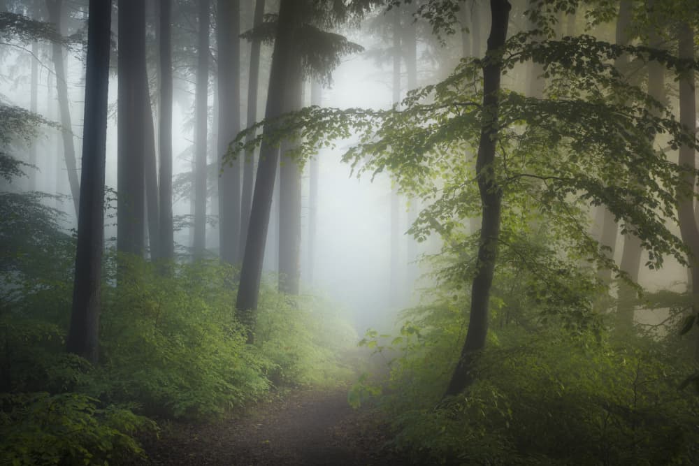 Misty Forest Path by Norbert Maier — canvas wall art