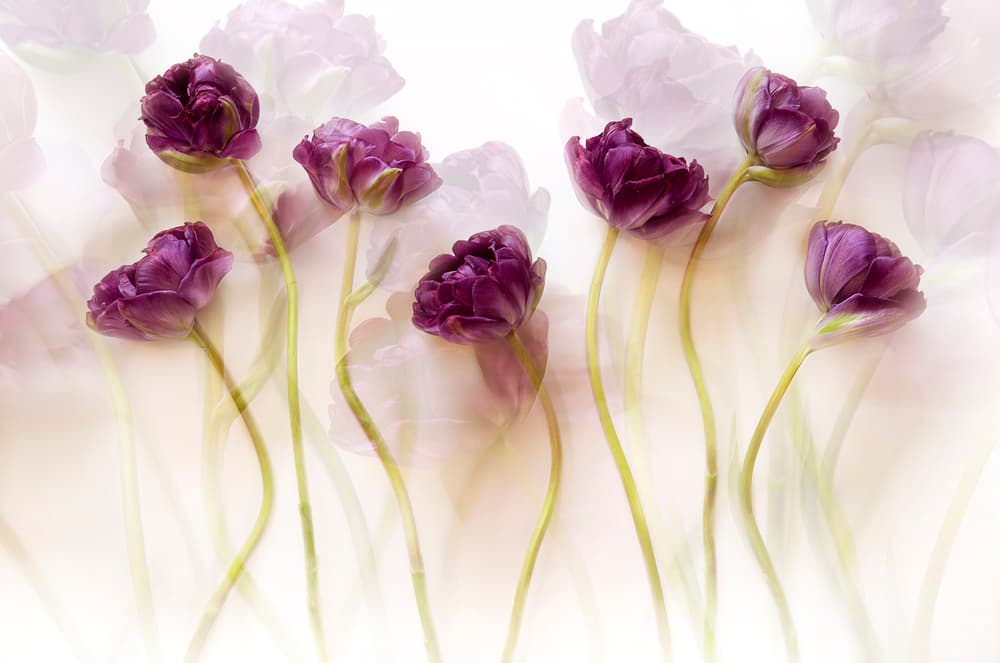 Dreamy Purple Tulips by Ellen van Deelen — canvas wall art