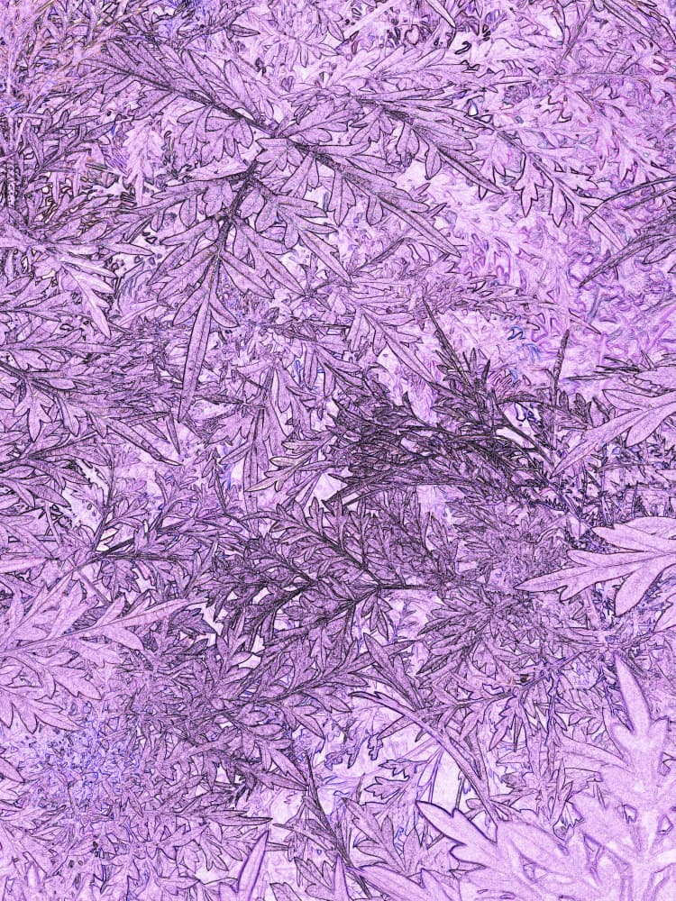 Ethereal Purple Leaves by Santhosh ch — canvas wall art